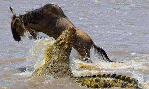 亚马逊莫拉氏鳄是国家保护动物吗