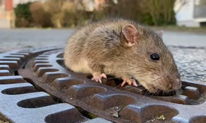 死老鼠气味对人体有害吗