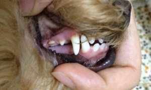 狗狗的牙齿发炎吃什么消炎药
