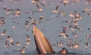 鲸鱼张开巨嘴吞鱼，引来漫天的海鸥抢食