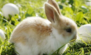 兔子得球虫病为什么