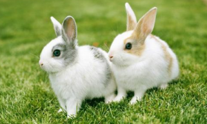 如何饲养宠物兔 健康管理