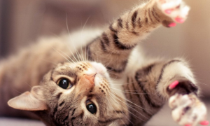 阿维菌素透皮溶液对猫有害吗
