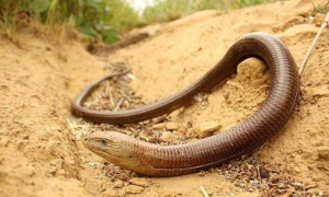 帝王蛇蜥是保护动物吗