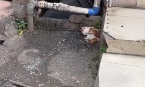街头上一动不动的小猫，获救时，也只剩呜咽声
