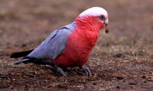 粉红凤头鹦鹉吃什么饲料