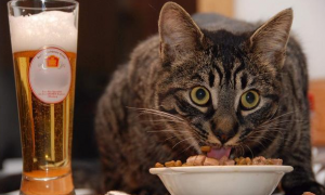 猫咪万万不能吃的东西是什么