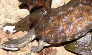 南美蛇颈龟寿命多少年