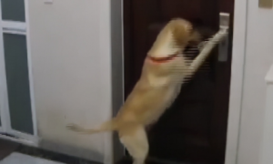 湖南狗狗想出门玩耍，被主人拒绝后，下一秒狗狗的操作看懵网友！