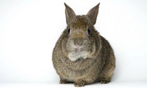 墨西哥兔寿命有多长