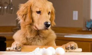 怀孕狗吃生鸡蛋可以吗