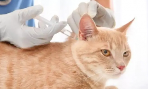 猫咪只打了一针疫苗会怎么样吗