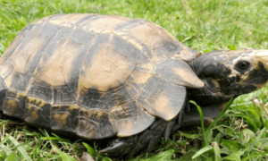 玉溪江川发现国家一级保护动物凹甲陆龟