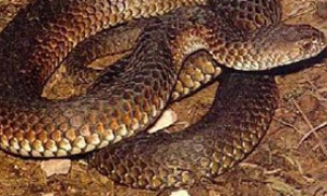 澳洲金刚蛇有毒吗