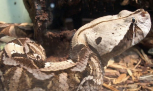 加蓬蝰蛇是国家几级保护动物