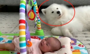 大白狗听到宝宝哭了，比“亲妈”还激动，狗：要换尿布了！