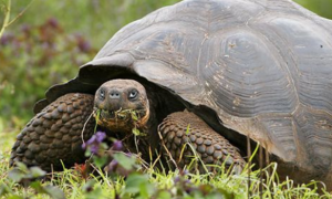 加拉帕戈斯象龟可以深水养吗