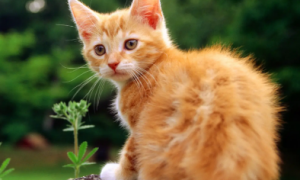猫咪一般在每年几月份生小猫