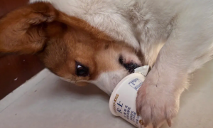 狗狗喝酸奶多少合适
