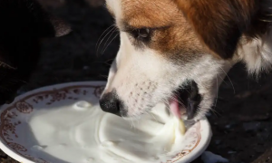 狗可以喝纯牛奶吗