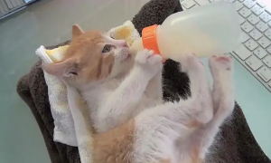 刚出生的小猫咪能喝牛奶吗