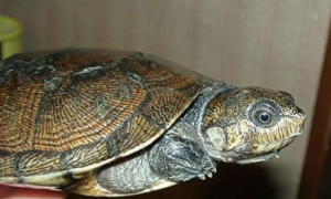 马达加斯加大头侧颈龟冬眠吗