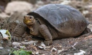 加拉帕戈斯象龟灭绝了吗