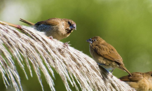 怎么样教鸟儿说话 环境需要注意什么