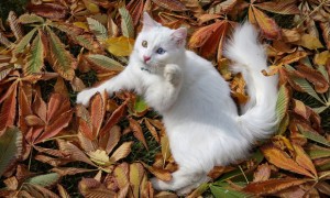 土耳其梵猫有几种颜色