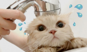 能用沐浴露给猫咪洗澡吗
