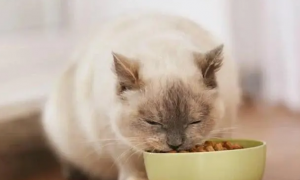 猫粮可以吃吗