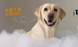 宠物专用沐浴露多少钱