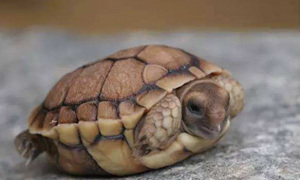 鹰嘴陆龟能活多少年