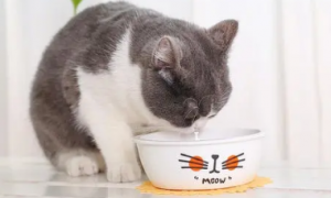 猫猫能不能喝豆浆