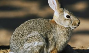 新英格兰棉尾兔能长多少斤