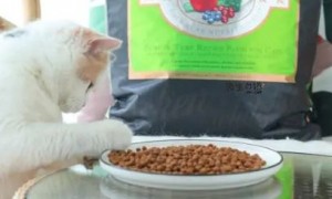 福摩猫粮哪个口味比较好