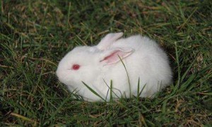 中国白兔多久可以生兔子