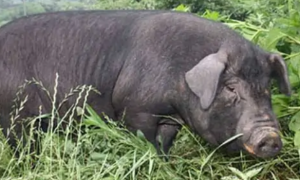 湘西黑猪最大能养多少斤
