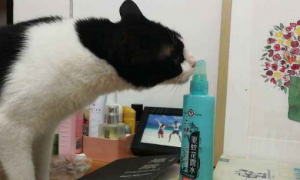 猫咪能闻六神花露水的味道吗