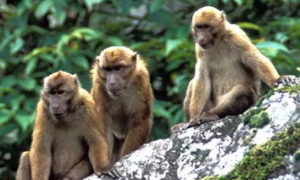 明打威猕猴是保护动物吗