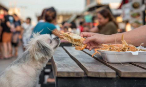狗狗可以吃虾吗
