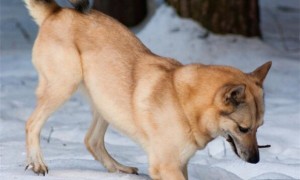 芬兰猎犬的体重大约是多少