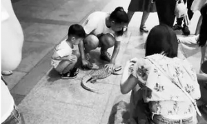 郑州女子当街牵绳遛宠物蜥蜴或涉违法饲养，森林公安介入