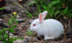 哈尔滨大白兔可以养几年