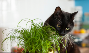 猫薄荷是猫草吗