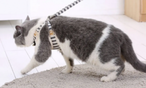 猫咪多大可以用牵引绳