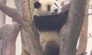 熊猫姿势奇葩睡觉觉，背后出现不速之客，网友：快被啄秃了还睡？
