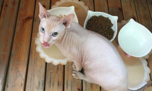猫咪拉稀禁食多久可以吃东西