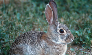 沙漠棉尾兔常见病和治疗方法