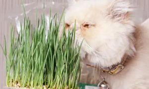 猫草是麦苗吗